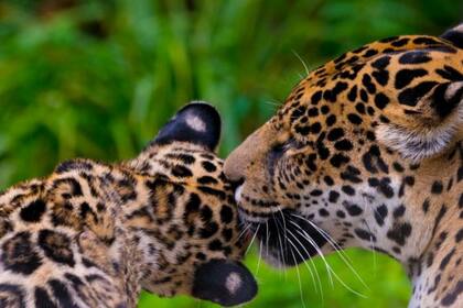 Se propuso aumentar la categoría de amenaza del jaguar en la UICN a "vulnerable"