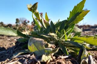 Presentaron un ranking de las malezas en las principales regiones agrícolas
