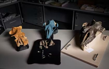 Se pudo reconstruir cómo era este cetáceo gracias a los fósiles encontrados (Foto: Museums Victoria)