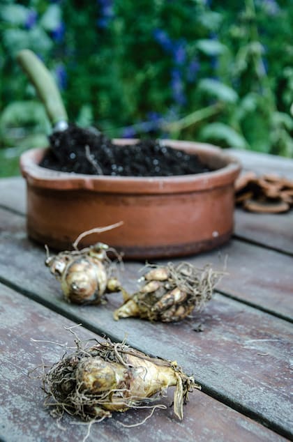 Se puede incorporar un poco de arena o compost al sustrato para asegurar un buen drenaje