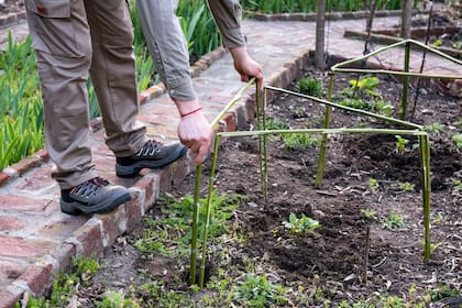 Se puede recurrir a ramas secas, cañas, varas de poda o incluso bambú para tutorar