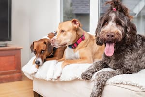 El lugar del mundo que limitó por ley cuántos perros pueden vivir en una casa: por qué lo hizo