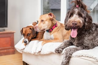 El lugar del mundo que limitó por ley cuántos perros pueden vivir en una casa: por qué lo hizo