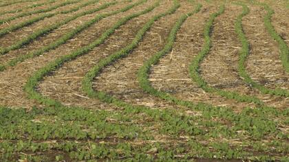 Se pueden combatir plagas y enfermedades