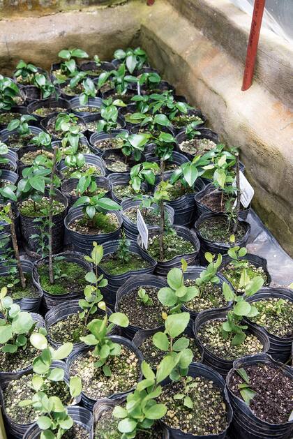 Se pueden comprar especies multiplicadas por los jardineros del Botánico