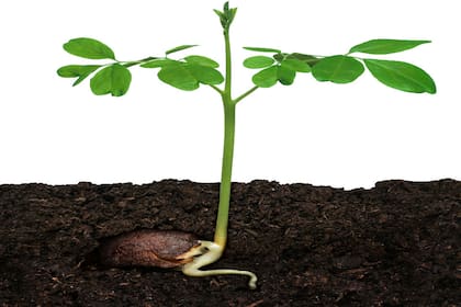 Se pueden comprar los plantines.