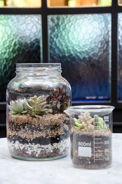 Se pueden hacer terrarios con los envases de vidrio