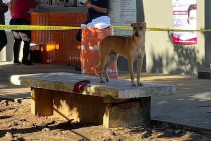 “Se quedó viendo cada movimiento del personal del Instituto de Ciencias Forenses, una vez se llevaron el cuerpo, se quedó solo con esa cara de tristeza", contó el médico