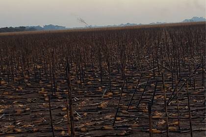 Se quemaron 1100 hectáreas de maíz en pie