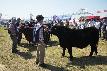 Se realizarán, capacitaciones técnicas para criadores y asesores