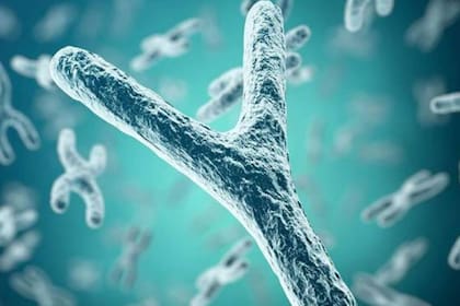 Se realizó un segundo análisis conocido como “panel de cromosoma Y”