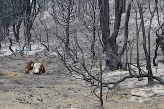 Se reavivan incendios forestales en Patagonia argentina; más de 30.000 hectáreas afectadas