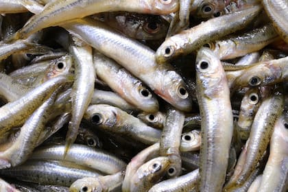 Se recomienda almacenarlos por poco tiempo con la menor cantidad de agua posible y separados entre sí