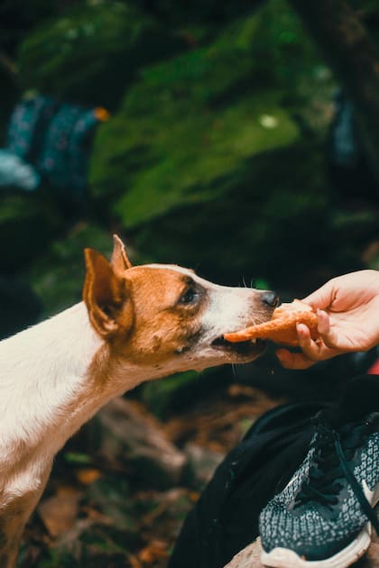 Se recomienda limitar (pero no restringir drásticamente) los niveles de fósforo en animales mayores a 7 años