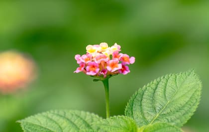 Se recomienda mantener a las lantanas alejadas de las puertas y ventanas para minimizar la atracción a estos insectos