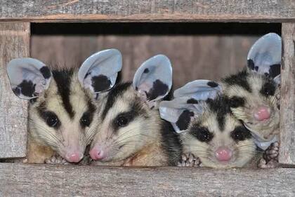 Se recomienda no manipular zarigüeyas y llamar a un experto