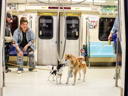 Se recomienda que los perros interactúen entre sí.