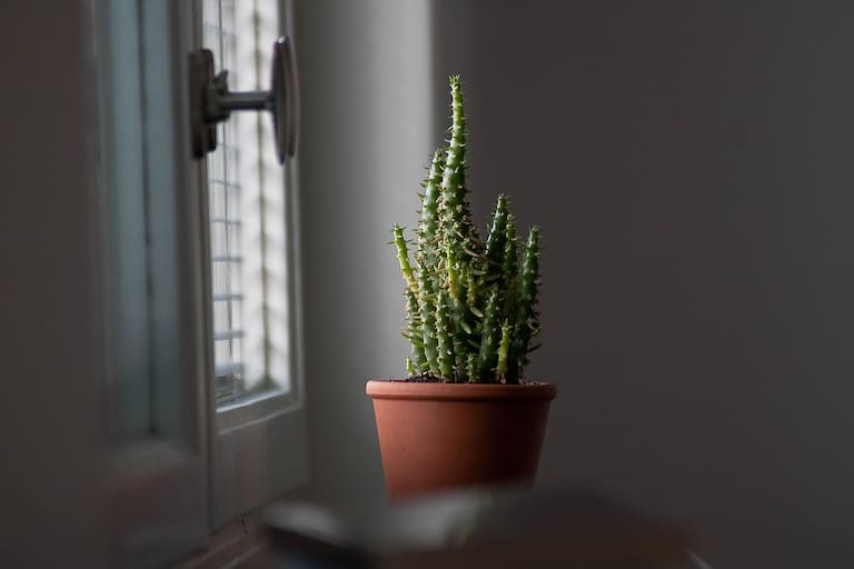 Por qué según el Feng Sgui no hay que tener cactus en la habitación 