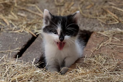Se recomienda tener una litera por cada gato más una extra por las dudas