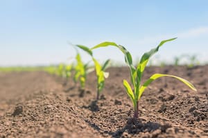 Factor clave para lograr rindes  máximos y de calidad en el maíz