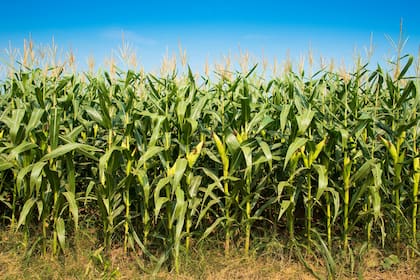 El maíz es el cultivo que demanda más inversión por hectárea