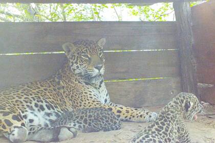 Se registró el nacimiento de dos yaguaretés en el Parque Nacional El Impenetrable