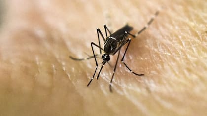 Se registró un gran despliegue territorial del mosquito transmisor del dengue entre Navidad y Año Nuevo