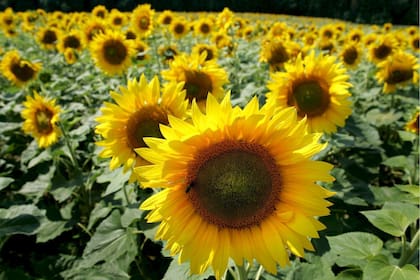 La oleaginosa volvió a ganar espacio en zonas donde había quedado fuera de la rotación.