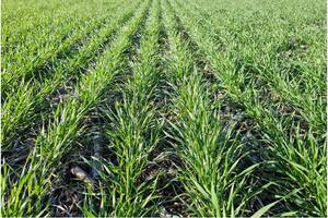 Se requiere ajustar el cuidado sanitario del trigo