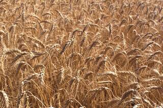 Fertilización: modelos para usar