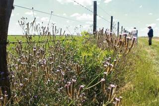 Malezas: primero, un mapa