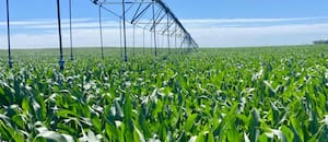 El maíz cambia el paisaje en una región con potencial para 100.000 hectáreas