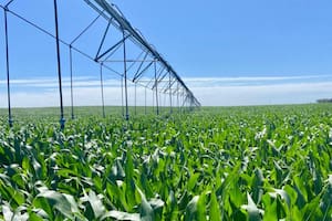 El maíz cambia el paisaje en una región con potencial para 100.000 hectáreas