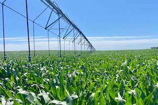 El maíz cambia el paisaje en una región con potencial para 100.000 hectáreas