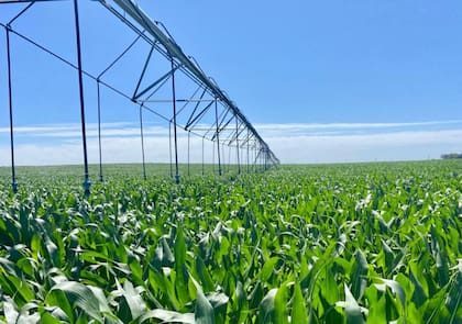 Se riegan aproximadamente entre 800 y 900 milímetros en todo el ciclo del maíz