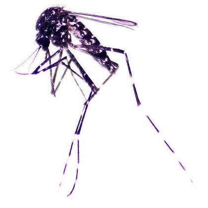 "Se sabe que dentro de su área de distribución nativa, el Ae. vittatus desempeña un papel importante en el mantenimiento y transmisión de virus como el de la fiebre amarilla, el dengue, el chikungunya y el Zika", afirmó Alarcón-Elbal