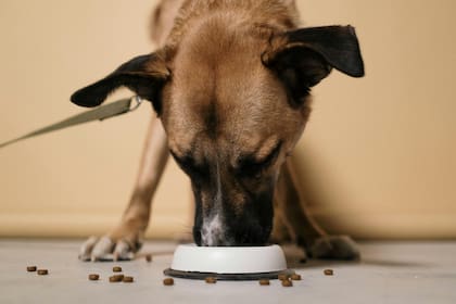 Se sugiere que tu perro tenga dos raciones de alimentación: a la mañana y al atardecer