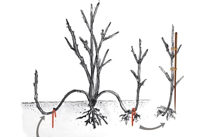 Se sujeta el codo con alambre o estaca de madera. Al colocar así la punta, esta se vuelve telescópica, desarrollando raíces rápidamente y emitiendo un brote vertical vigoroso en la primavera. En la primavera ya está enraizado y se separa de la planta.