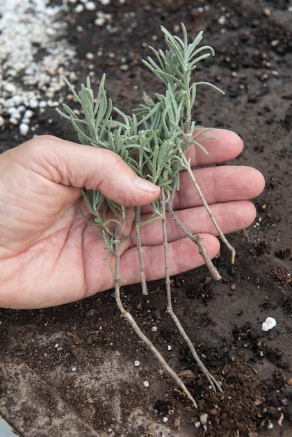 Se toman brotes de aproximadamente 10 cm, se eliminan las hojas inferiores y se colocan en un frasco con agua y unas gotas de agua oxigenada