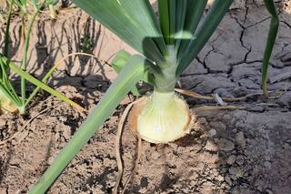 El secreto de Mendoza para sorprender en la gastronomía mundial