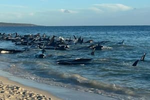 Más de 150 ballenas quedaron varadas en Australia: al menos 26 murieron y se teme que haya que sacrificarlas