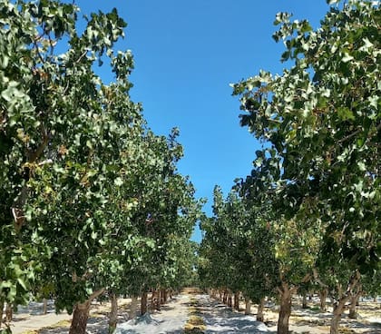 “Se trata de información clave para la toma de decisiones en un contexto de auge de la producción”, dijo el especialista del organismo