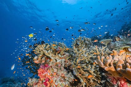 Se trata de la segunda mayor barrera coral del mundo