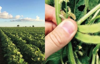 Se trata de las vainas inmaduras de la soja, cocidas y sazonadas