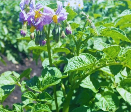 Se trata de Piru INTA, una variedad obtenida mediante edición génica que permite conservar los tubérculos hasta 120 días a bajas temperaturas sin perder calidad