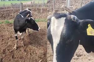 Se trata de un ejemplar de la raza Holando Argentino, productora de leche por excelencia, cuyo valor de mercado supera actualmente los $3 millones