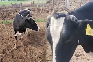 Quisieron robar una vaca, le dejaron clavado un cuchillo y se fugaron