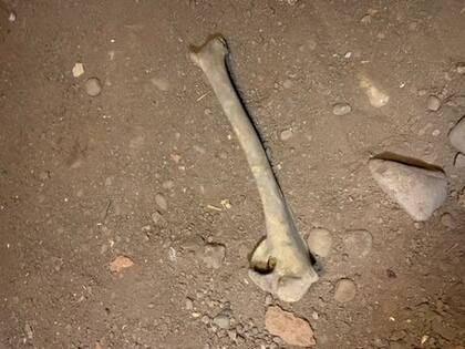 Se trata de un hueso de cisne. Fuente: Jam Press/@flipthishouz