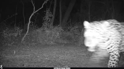 Se trata de un macho sin registros previos en la región