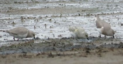 Se trata de una especie en peligro